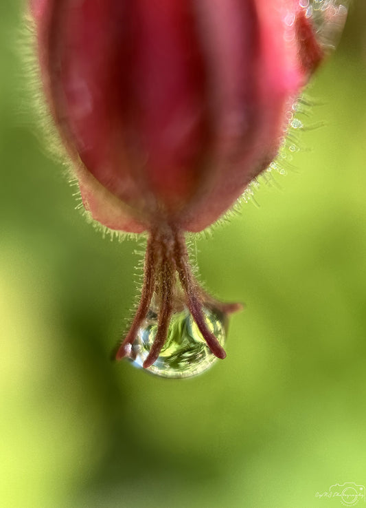 Nature Photography - Superb Droplet V575