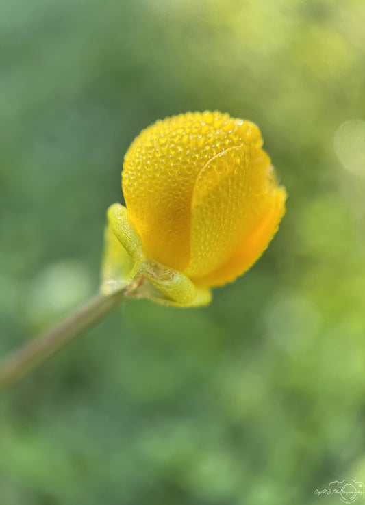 Nature Photography - Superb Droplet V576