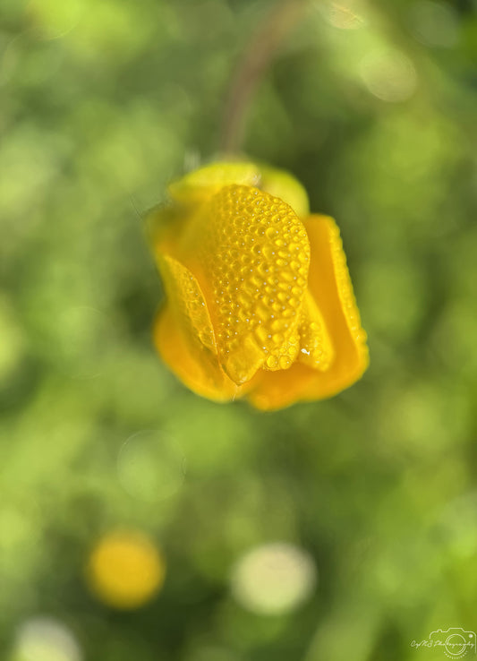 Nature Photography - Superb Droplet V577