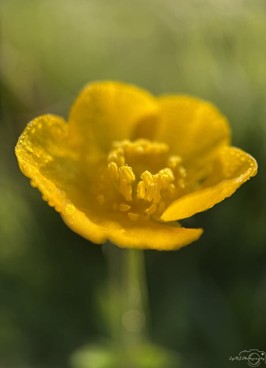 Nature Photography - Superb Droplet V578