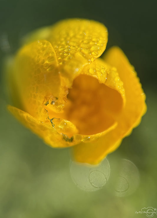 Nature Photography - Superb Droplet V579