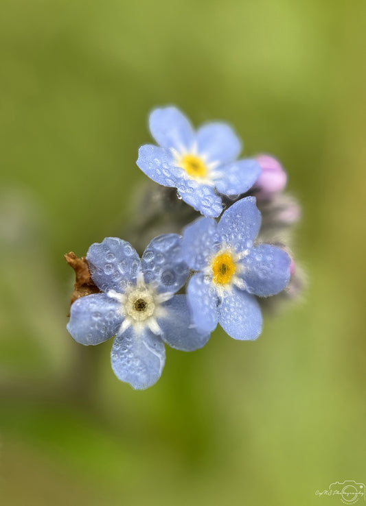 Nature Photography - Superb Droplet V580
