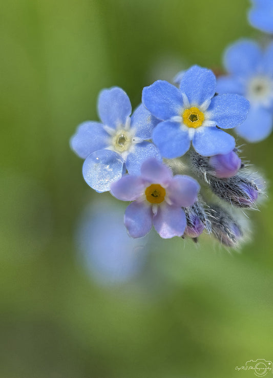 Nature Photography - Superb Droplet V581