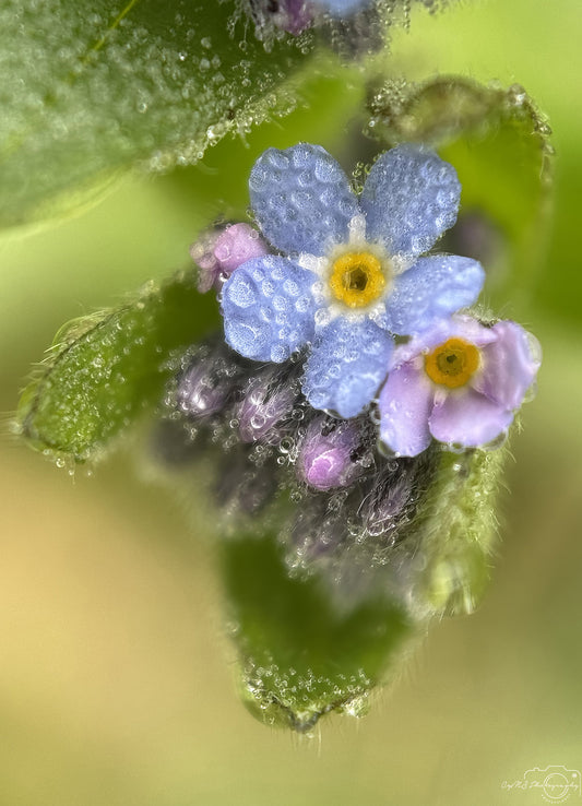 Nature Photography - Superb Droplet V582