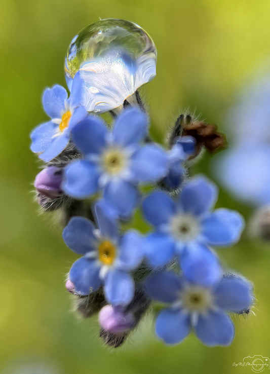 Nature Photography - Superb Droplet V583