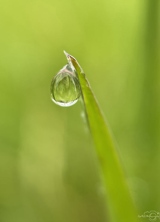 Nature Photography - Superb Droplet V584