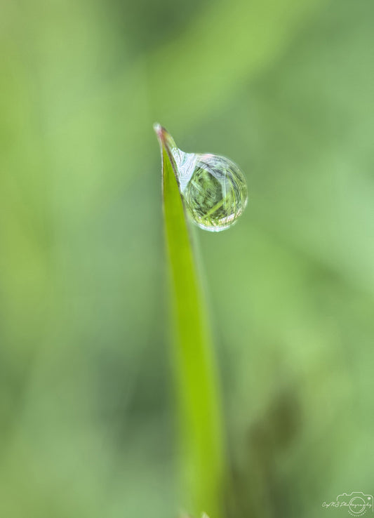 Nature Photography - Superb Droplet V585