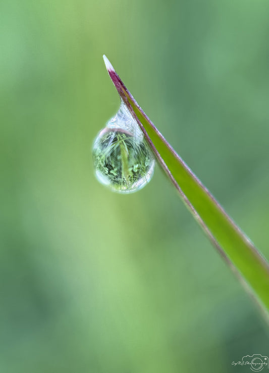 Nature Photography - Superb Droplet V586