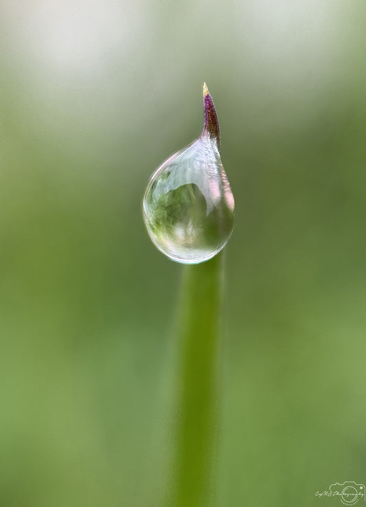 Nature Photography - Superb Droplet V587