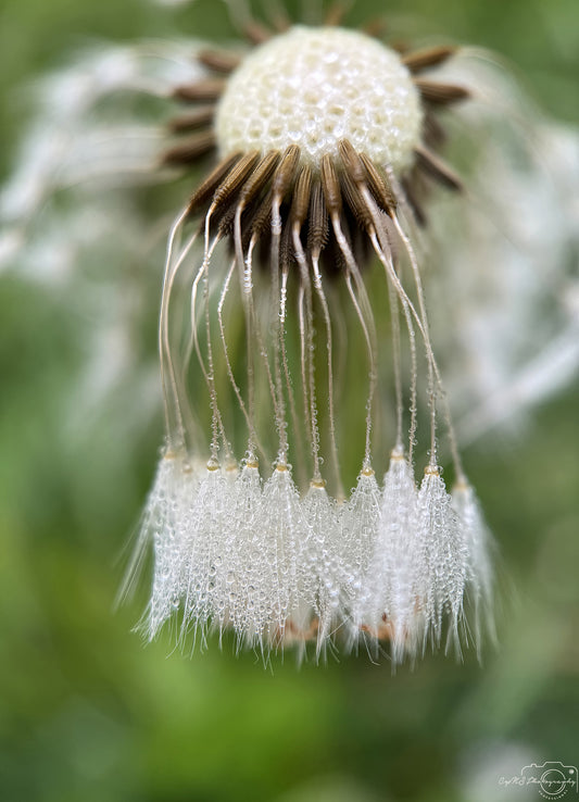 Nature Photography - Superb Droplet V588