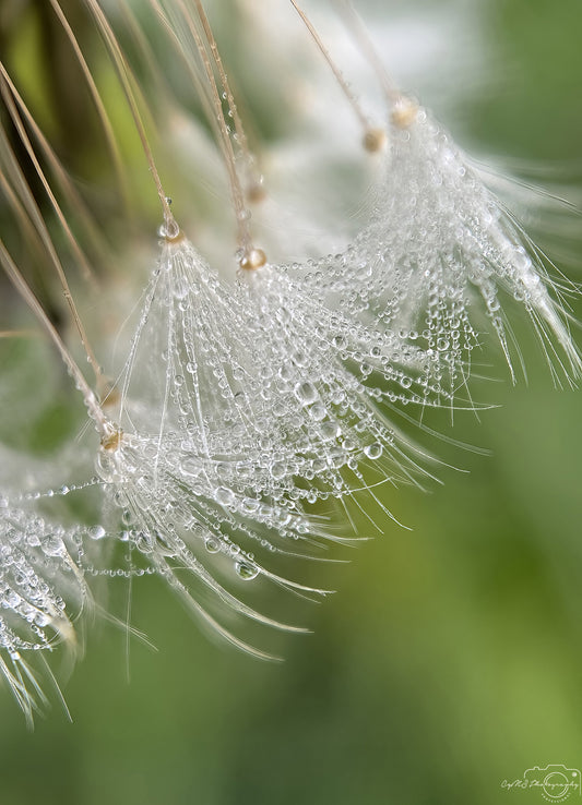 Nature Photography - Superb Droplet V590