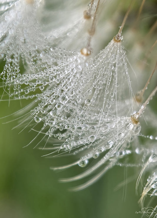 Nature Photography - Superb Droplet V591