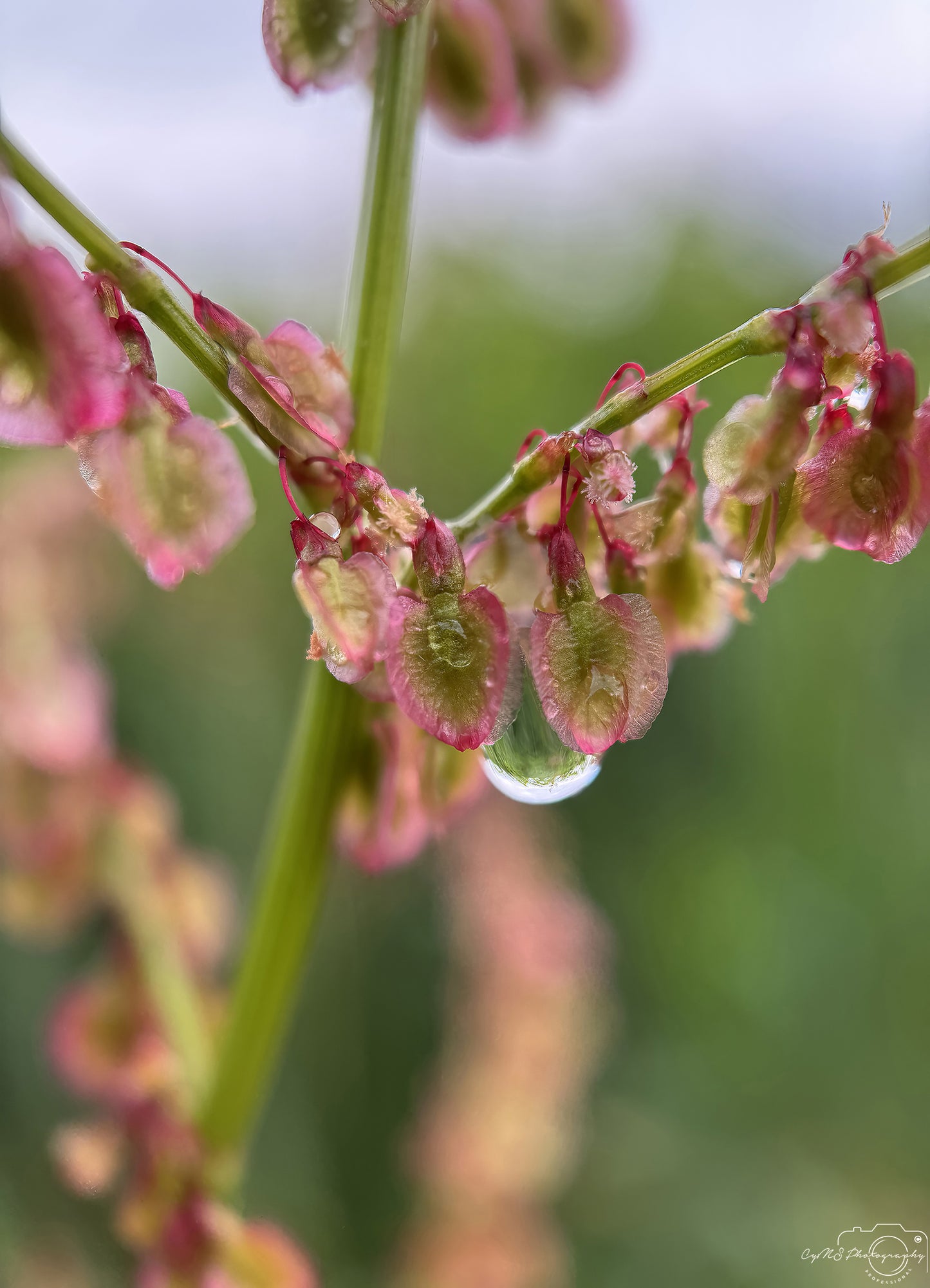 Beautiful water drop_V592