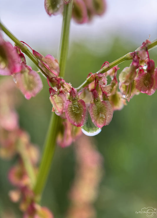 Nature Photography - Superb Droplet V592