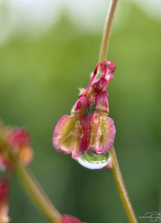 Nature Photography - Superb Droplet V593