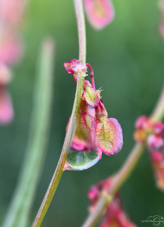 Nature Photography - Superb Droplet V594