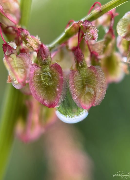 Nature Photography - Superb Droplet V595