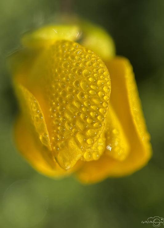 Nature Photography - Superb Droplet V597