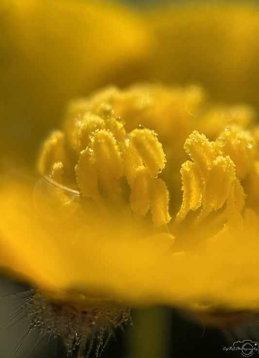Nature Photography - Superb Droplet V598