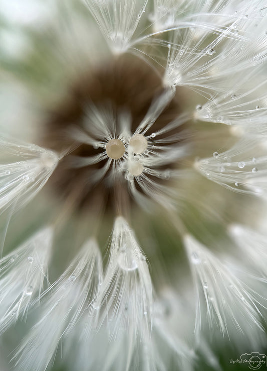 Nature Photography - Superb Droplet V601