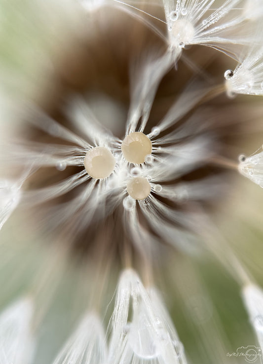 Nature Photography - Superb Droplet V602