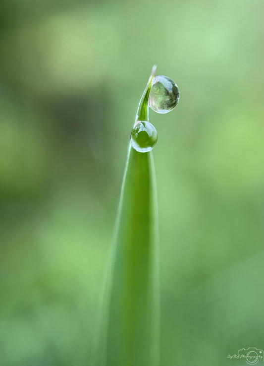 Nature Photography - Superb Droplet V604