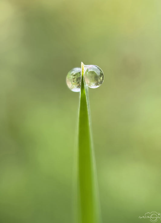 Nature Photography - Superb Droplet V605