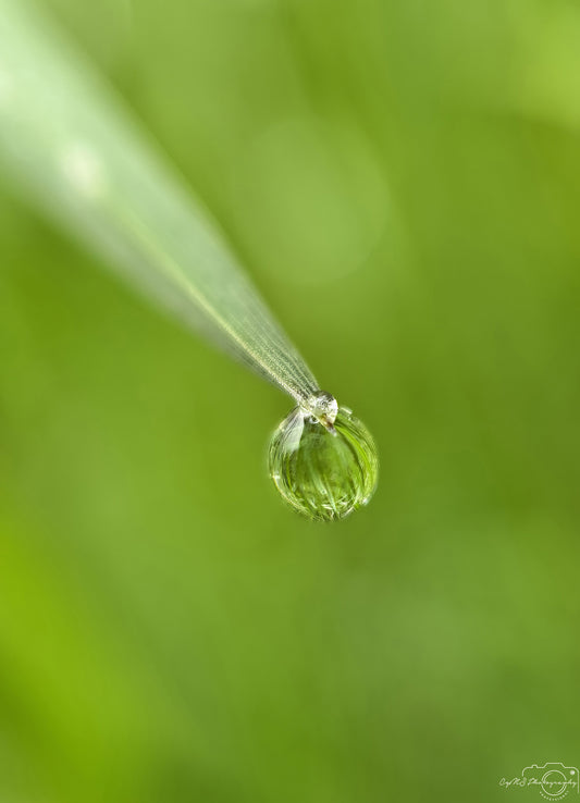 Nature Photography - Superb Droplet V606