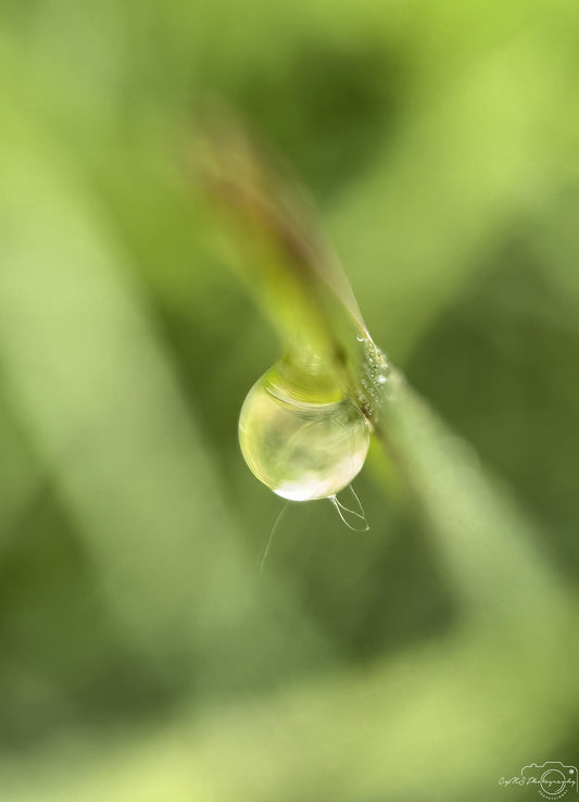 Nature Photography - Superb Droplet V607