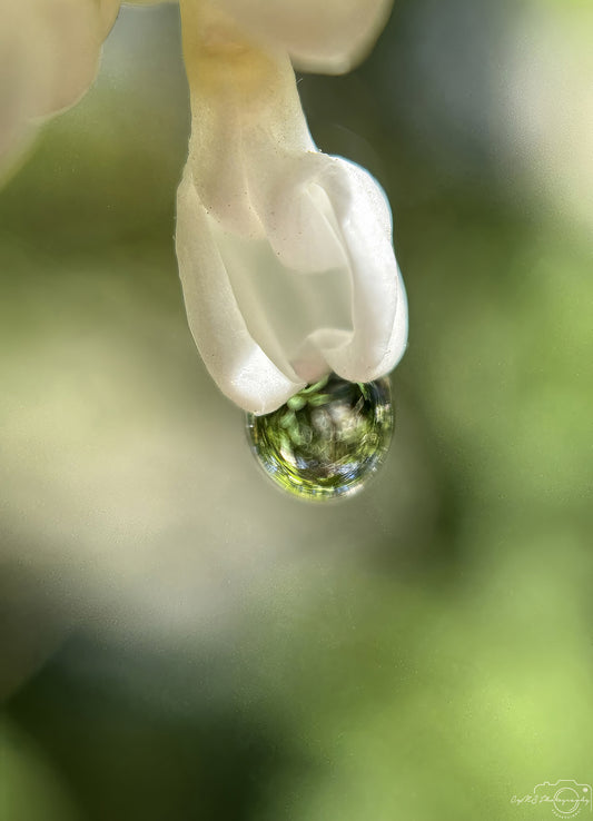 Nature Photography - Superb Droplet V609