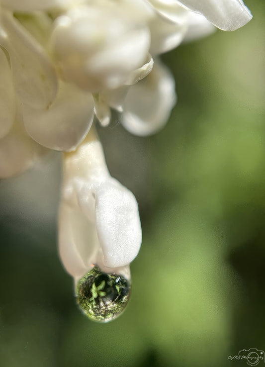 Nature Photography - Superb Droplet V610
