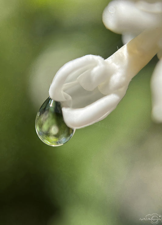 Nature Photography - Superb Droplet V611