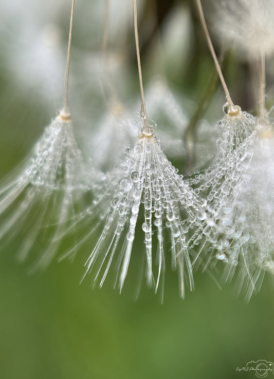 Nature Photography - Superb Droplet V612