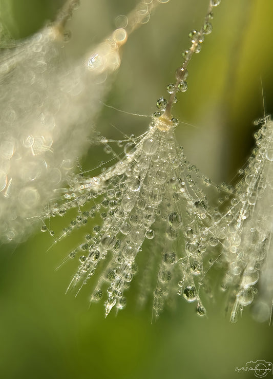 Nature Photography - Superb Droplet V613
