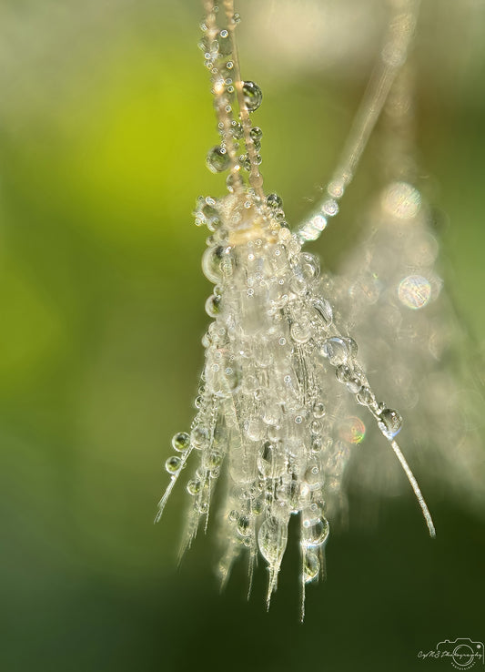 Nature Photography - Superb Droplet V614