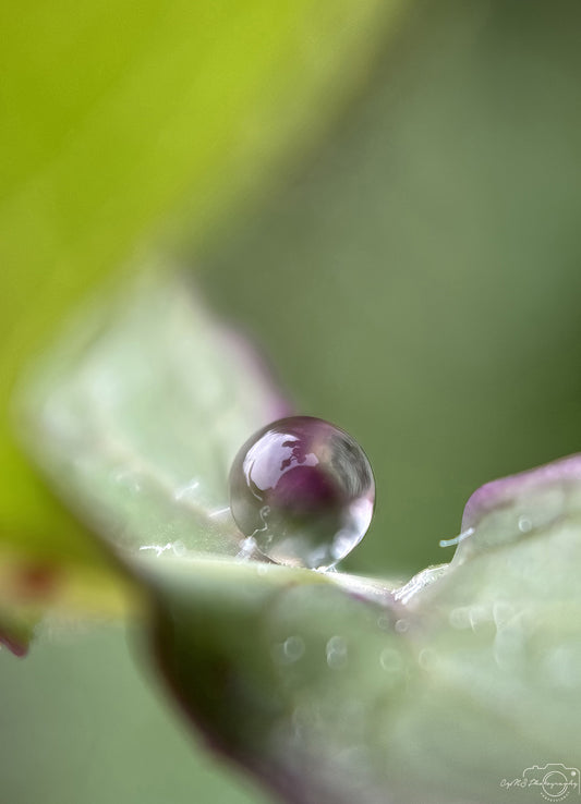 Nature Photography - Superb Droplet V616