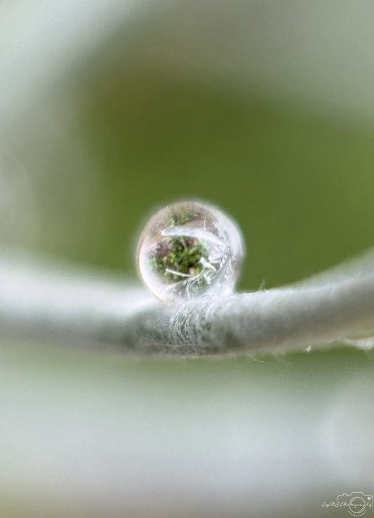 Nature Photography - Superb Droplet V618
