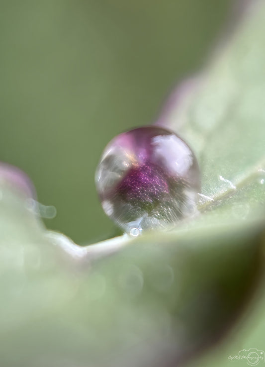 Nature Photography - Superb Droplet V619