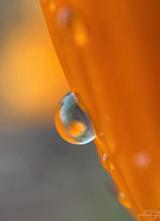 Nature Photography - Superb Droplet V621