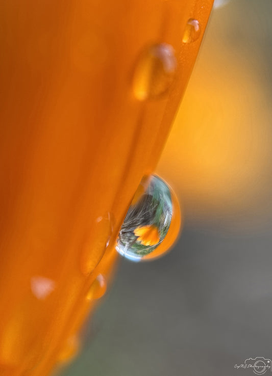 Nature Photography - Superb Droplet V622