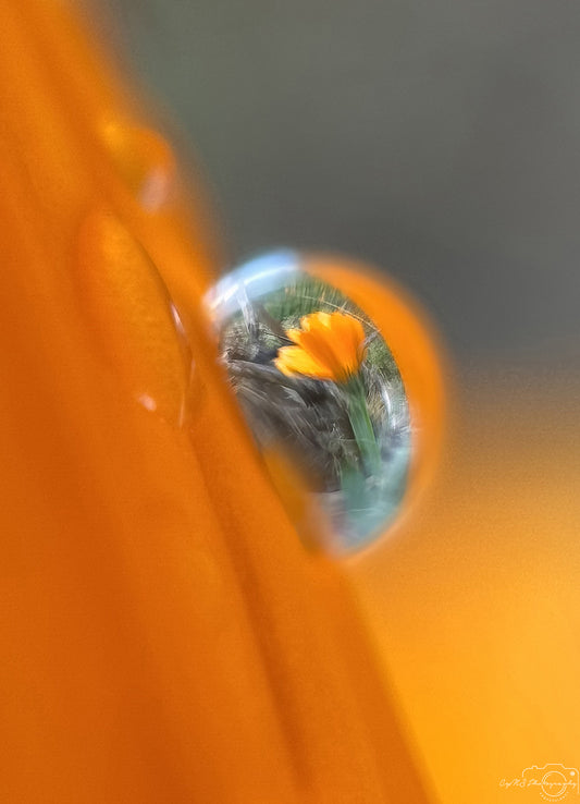 Nature Photography - Superb Droplet V623