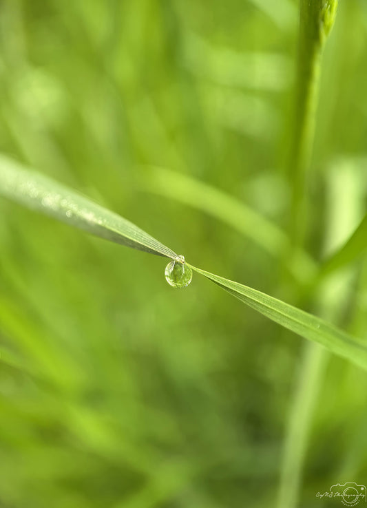 Nature Photography - Superb Droplet V624