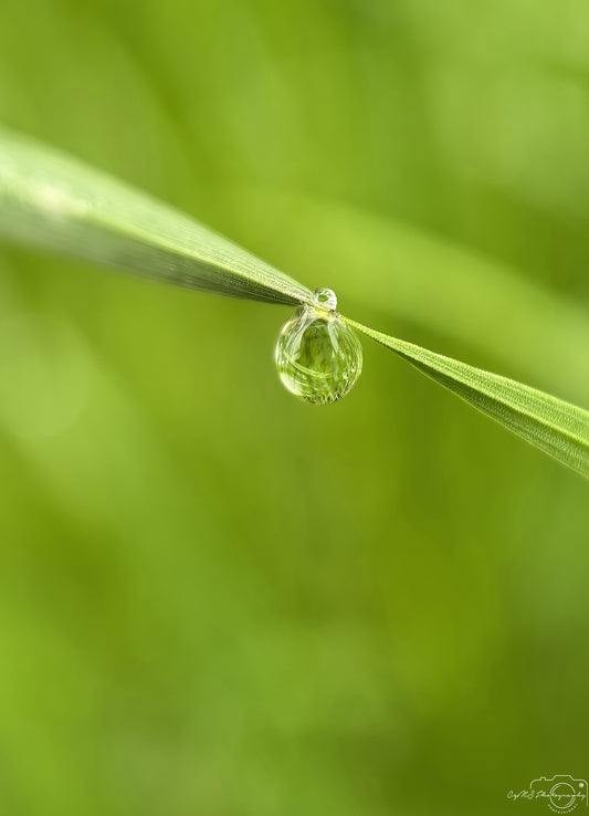 Nature Photography - Superb Droplet V625