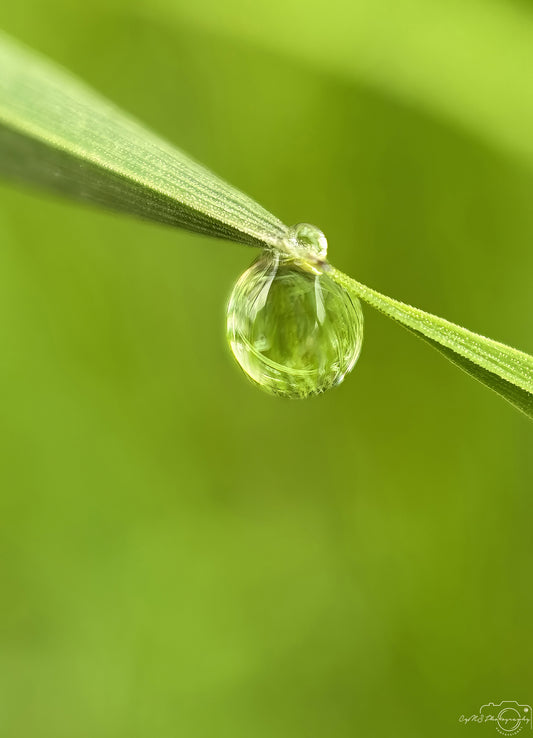Nature Photography - Superb Droplet V626