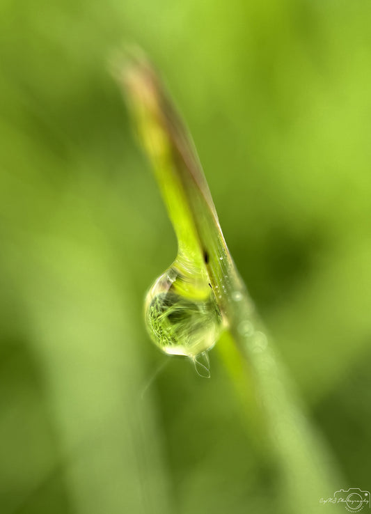 Nature Photography - Superb Droplet V627