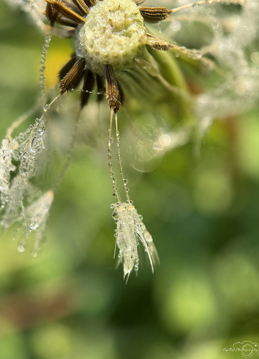 Nature Photography - Superb Droplet V628