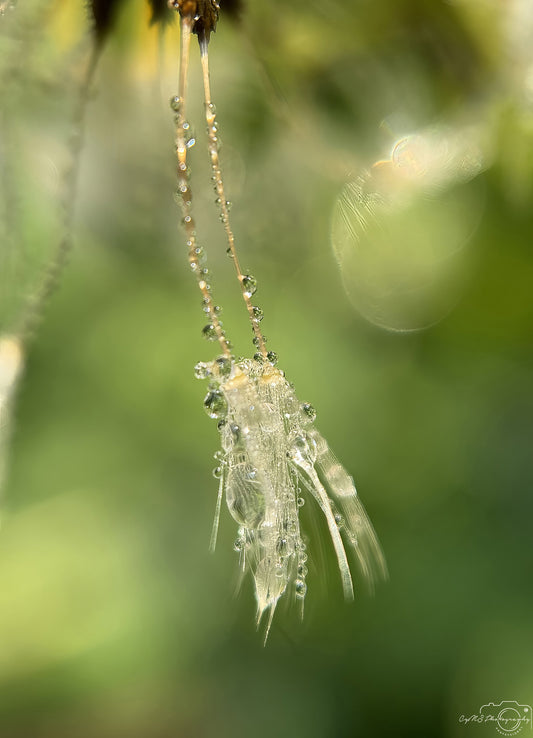 Nature Photography - Superb Droplet V629