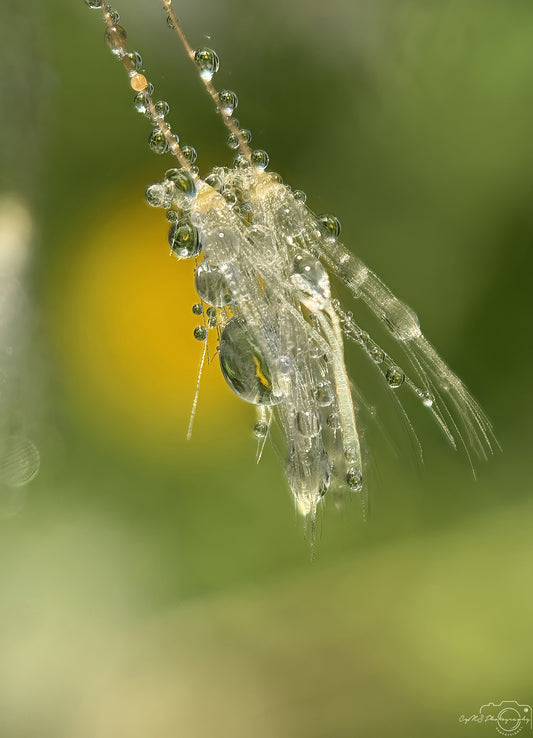 Nature Photography - Superb Droplet V630