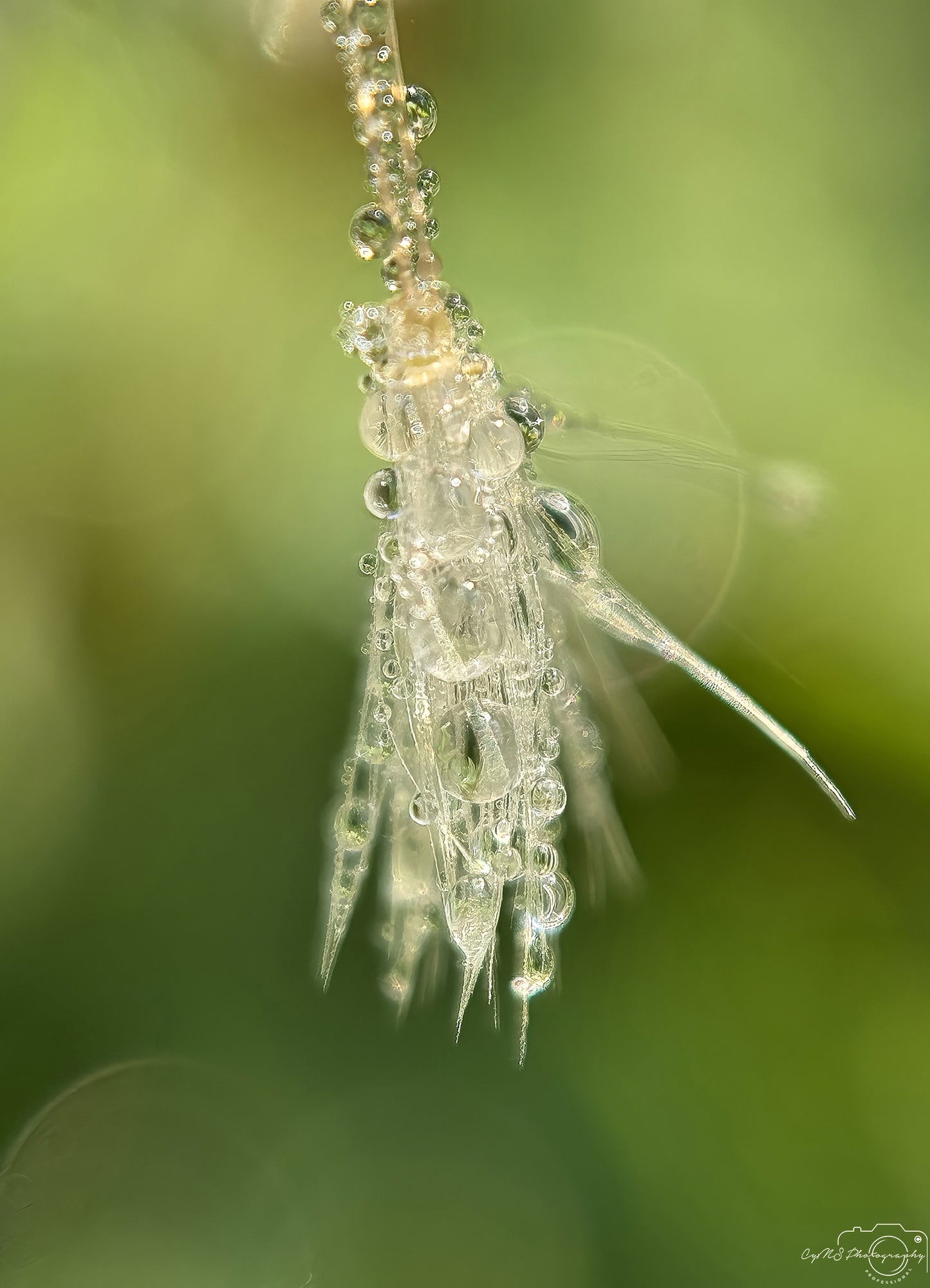 Beautiful water drop_V631