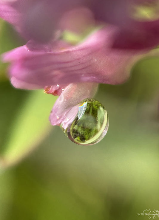 Nature Photography - Superb Droplet V634